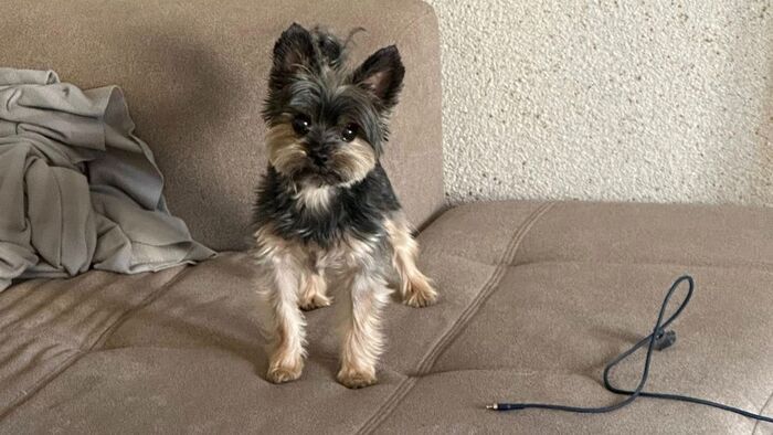 Újabb fejlemények a milliós szegedi kutyaeltűnés ügyében