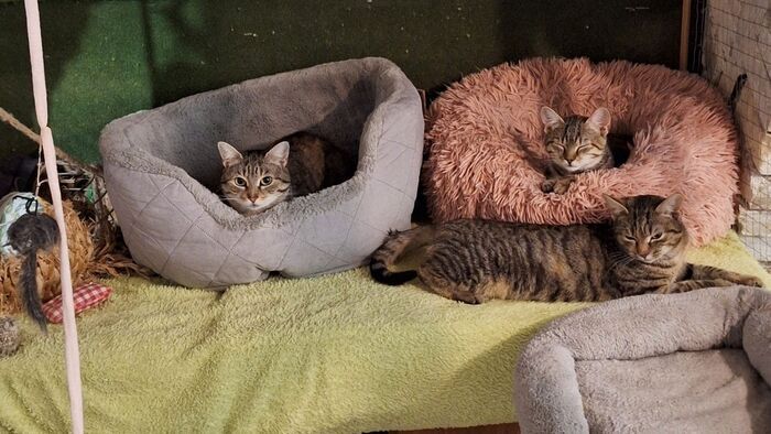 Most te is segíthetsz a rászoruló macskáknak