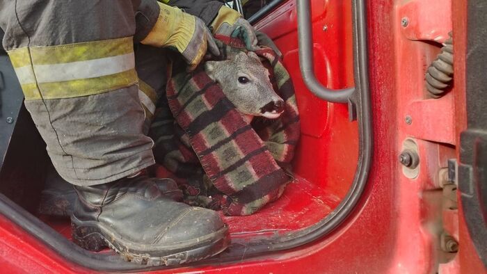 Friss képek érkeztek a hétvégi szegedi őzmentésről