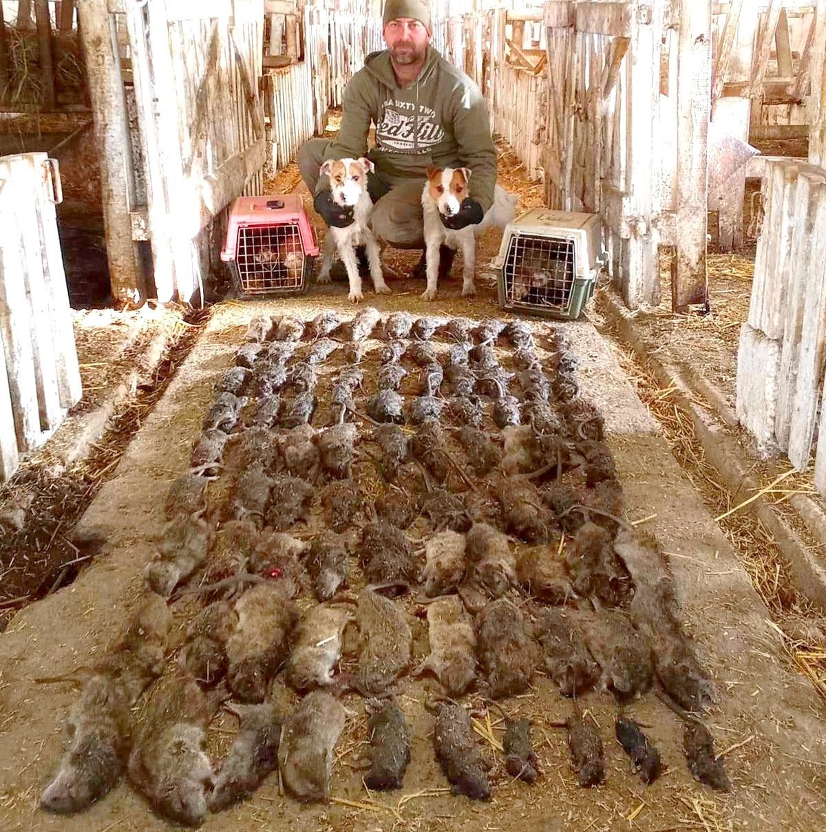 A patkányvadászat kutyákkal és görényekkel nem hagy hátra mérgező kemikáliűkat. (Fotó: Facebook/Patkányvadász)