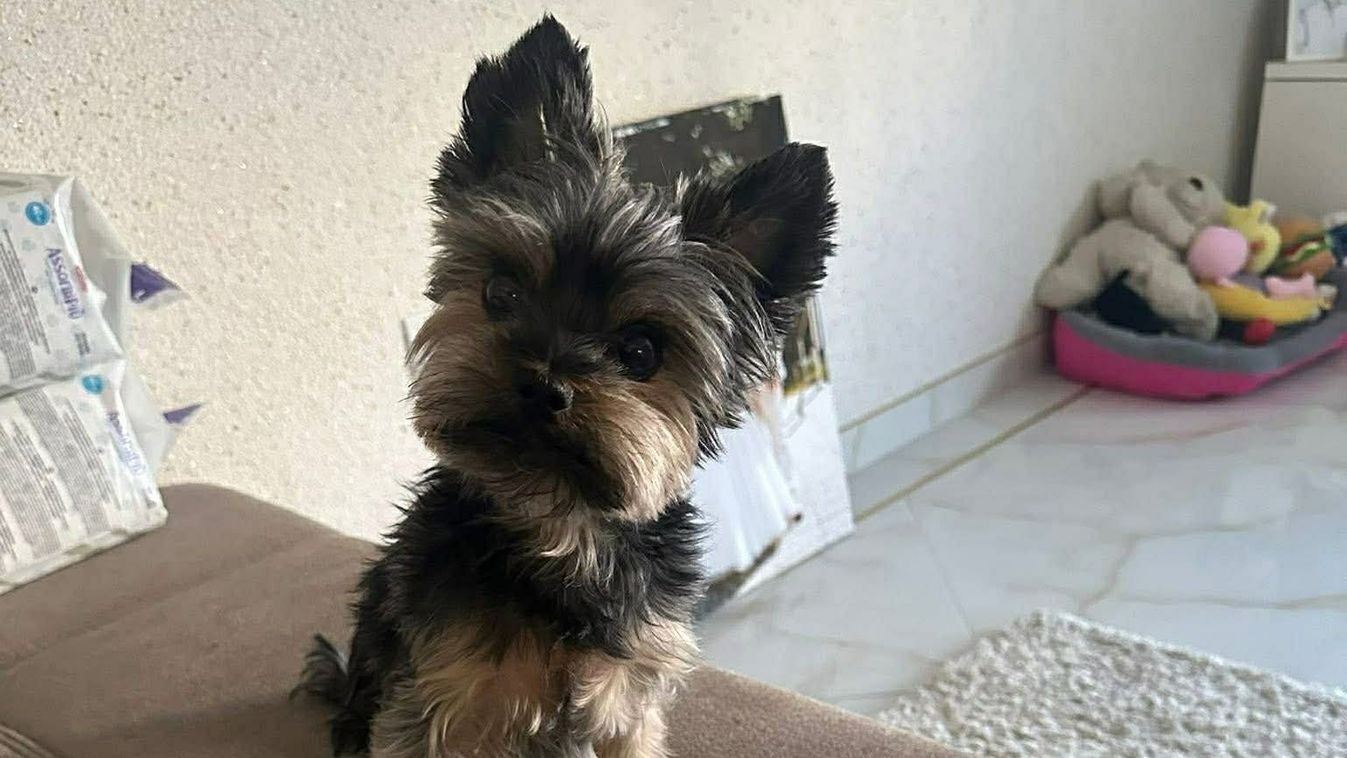 Megtudtuk, hogyan érzi magát Lola, akiért egész Szeged aggódott