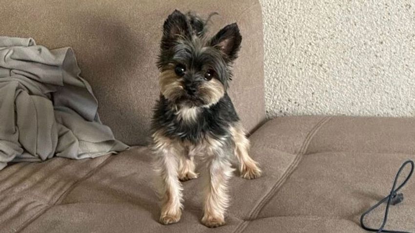 Előkerült az eltűnt szegedi kutyus, de a körülmények mégis gyanúra adnak okot