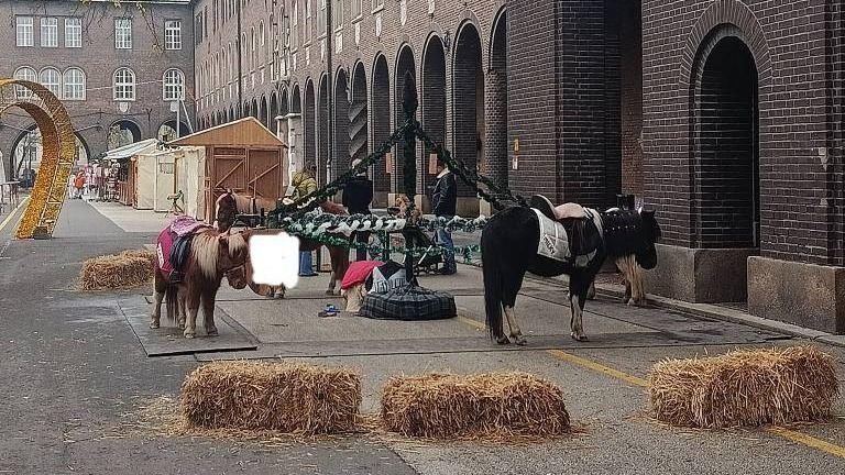 Évek óta van lehetőség a pónilovaglásra. Valakinek most lett elege ebből. (Fotó: Facebook)
