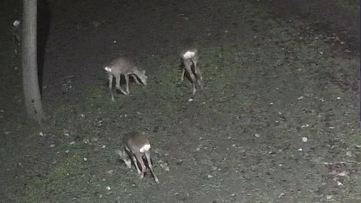 Legelésző őzek jelentek meg Szegeden. (Fotó: pillanatkép/Ótott Ferenc/Facebook)