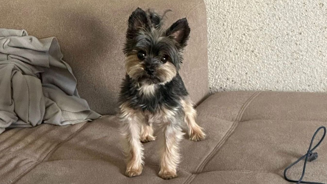 Előkerült az eltűnt szegedi kutyus, de a körülmények mégis gyanúra adnak okot