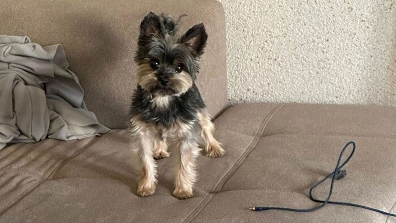 Újabb fejlemények a milliós szegedi kutyaeltűnés ügyében