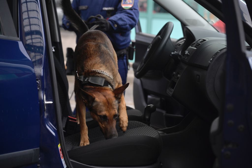 A DELTA Program hónapok alatt tonnányi drogot vont ki a piacról.