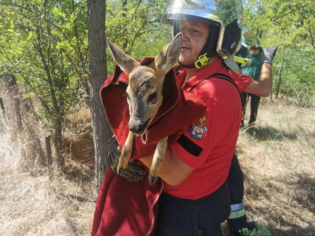 Az Acél utcában mentettek őzet a hétvégén a szegedi tűzoltók