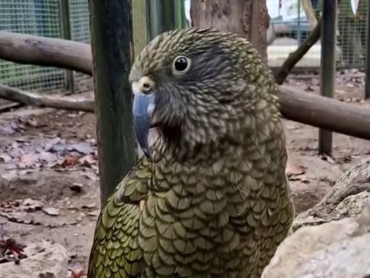 Az egyik legintelligensebb madárfaj fiatal képviselője költözött Szegedre +videó