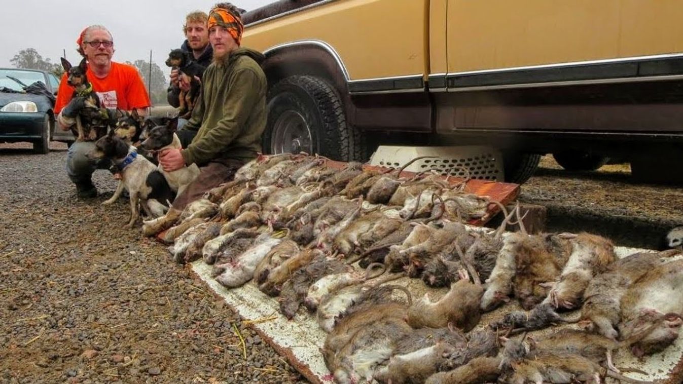 Ez lehet a megoldás egy újabb szegedi patkányinvázió ellen +videó