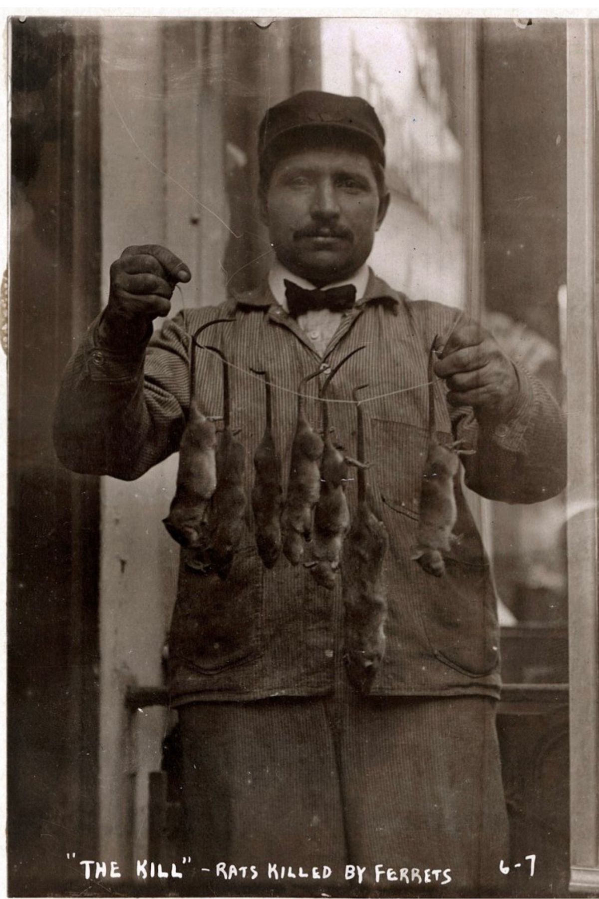 A patkányvadász szakma nem újkeletű, a gyökerei több száz évre nyúlnak vissza az időben. (Fotó: Facebook/1908 New York)