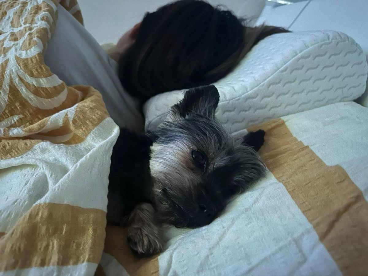 Az egész internet összefogott, hogy az eltűnt szegedi kutya, Lola után. (Fotó: Facebook/Igaz Szilveszter)