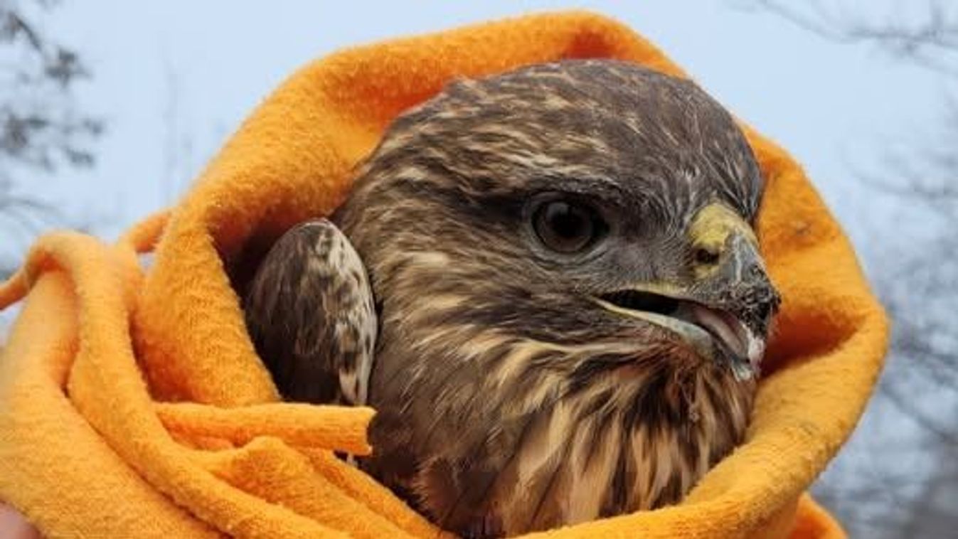 Életet mentettek: a Szegedi Vadasparkban lelt menedékre a sérült egerészölyv