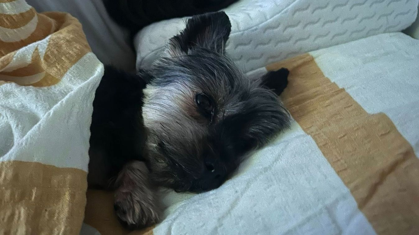 Kiderült, ezt látták a kamerák Lola eltűnésekor