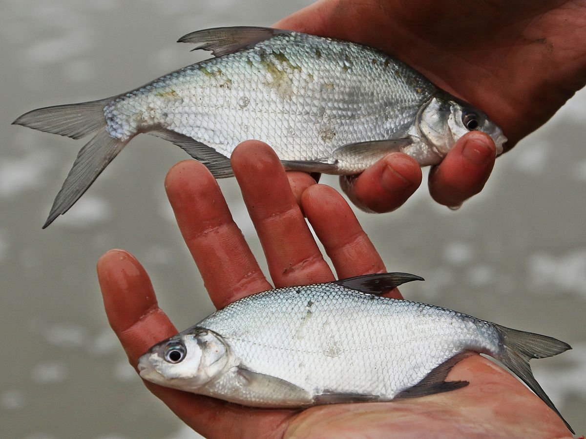 Sikeres volt a sikeres keszegtelepítés Szeged térségében