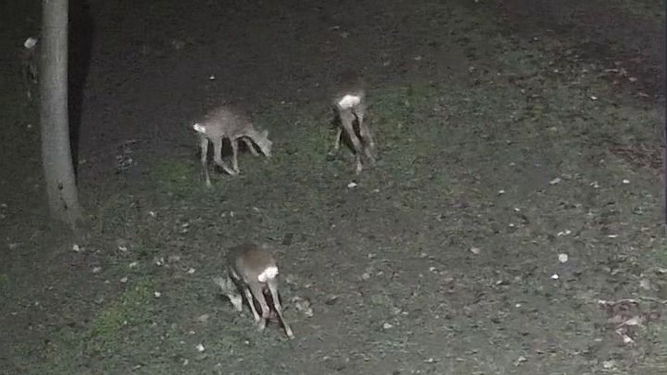 Videón a szegedi karácsonyi meglepetés: váratlan látogatók a Tisza-parton