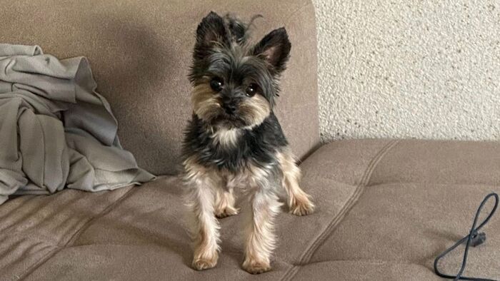 Előkerült az eltűnt szegedi kutyus, de a körülmények mégis gyanúra adnak okot