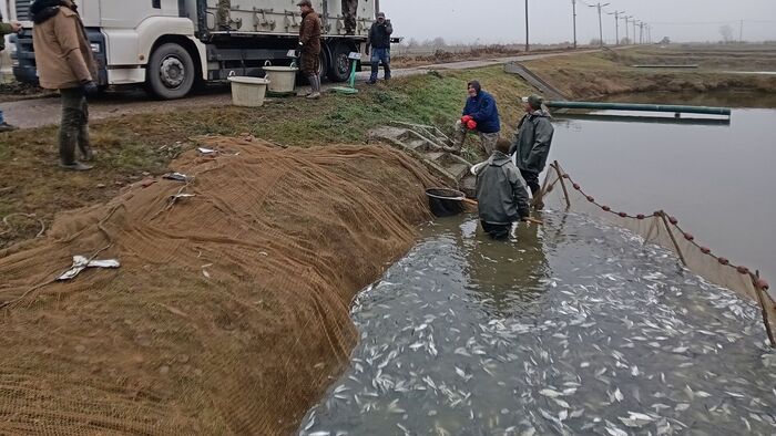 Többezer keszeget telepítettek Szegeden és környékén +fotók