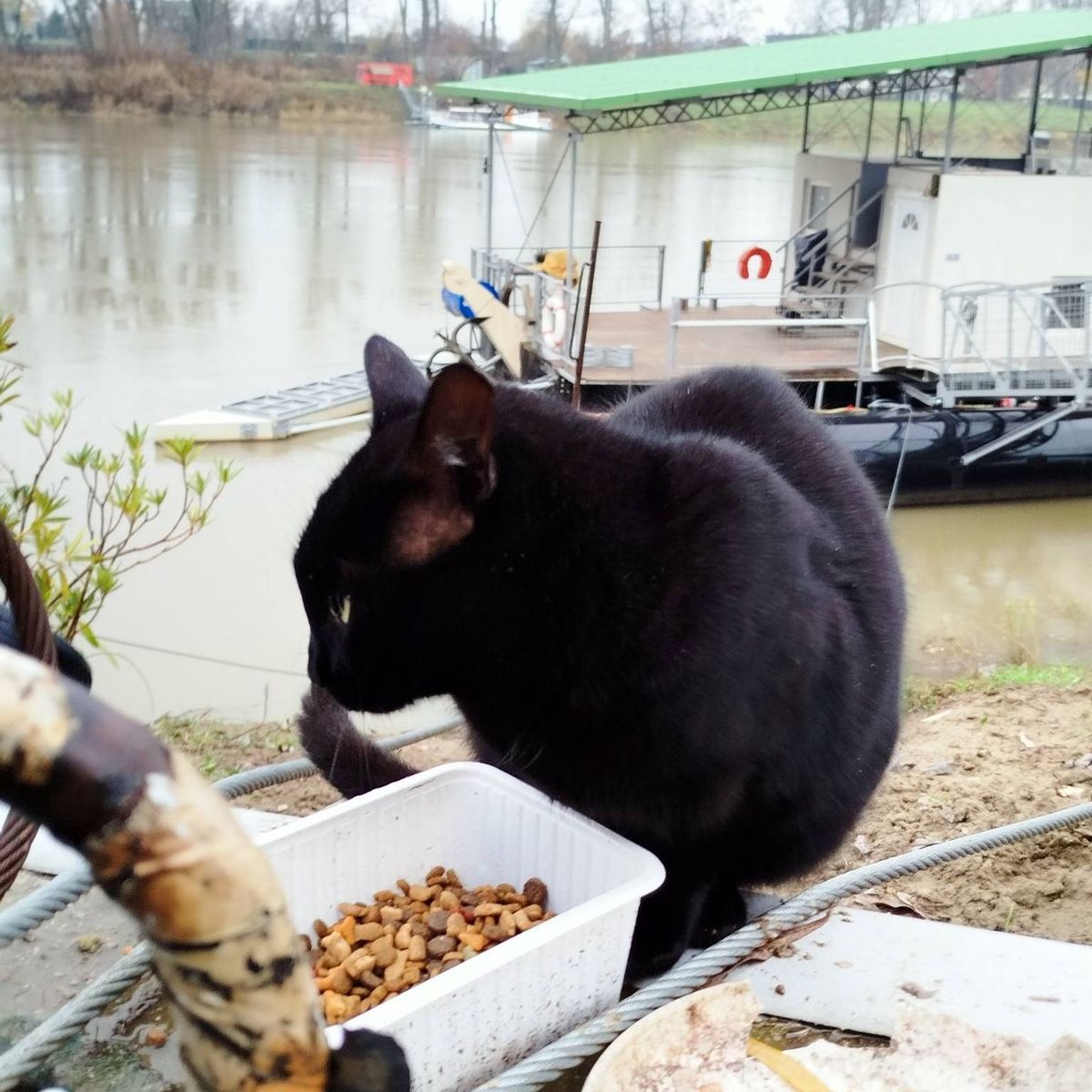 Hamarosan végleg eltűnik a Törpi úszóház, hátrahagyva azt a menedékének tekintő cicát. (Fotó: Facebbok/Minden, ami Szeged!/Áron Dóbisz)