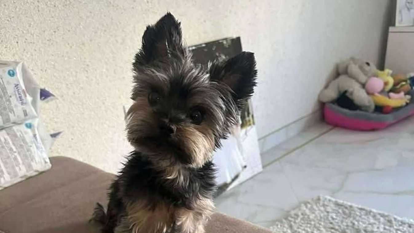 Eltűnt kutyust keresnek Szegeden: 1.000.000 forint jár a megtalálónak