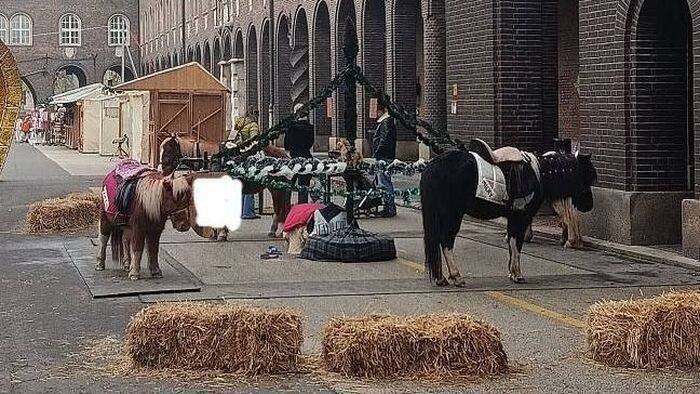 A hatóság tett rendet a sokat vitatott pónilovaglás körül