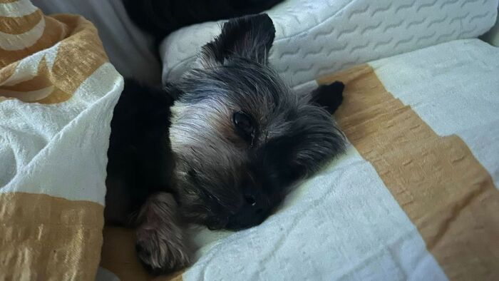 Kiderült, ezt látták a kamerák Lola eltűnésekor