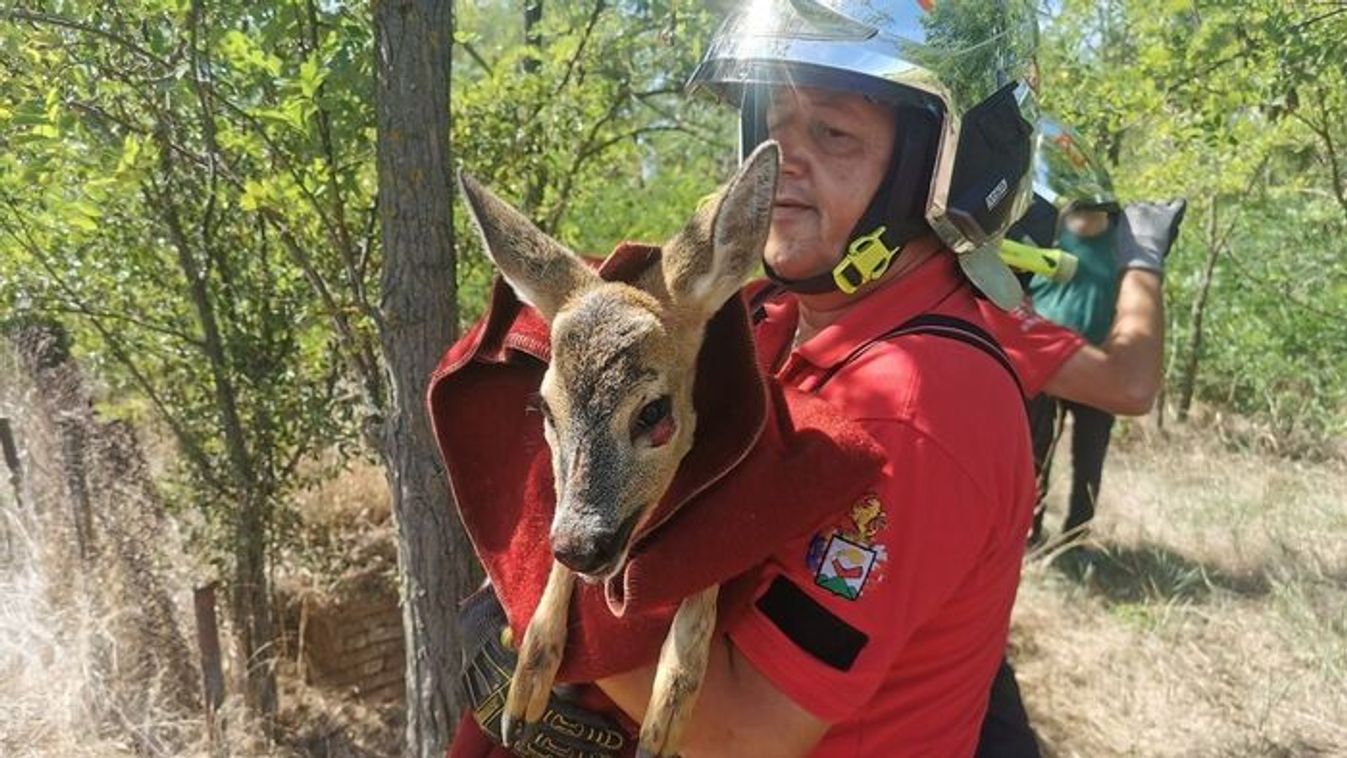 Ismét őzet mentettek a szegedi tűzoltók