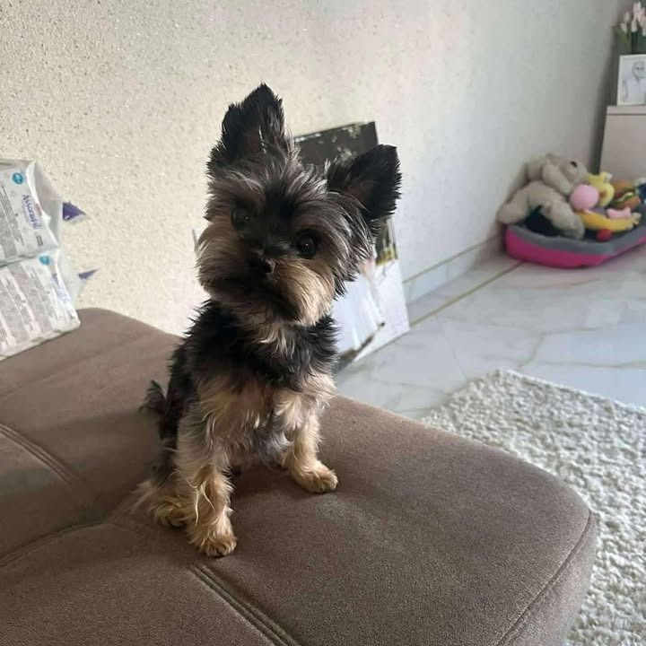 Az eltűnt kutyus megtalálójának 1.000.000 forintot ajánl a gazdi. (Fotó: olvasói fotó)