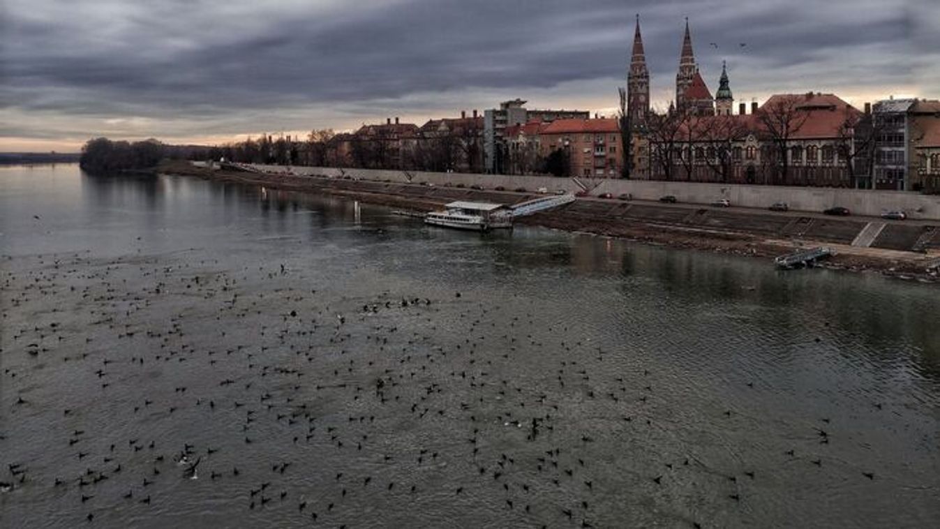 Eltűnt a jég, azonnal megszállták a szegedi Tisza-parton a madarak