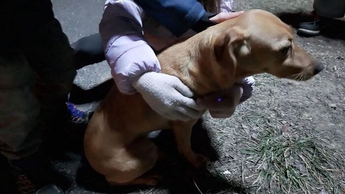 Itt a segítség, ha elkóborolt a kutyája szilveszter éjjel Szegeden és környékén