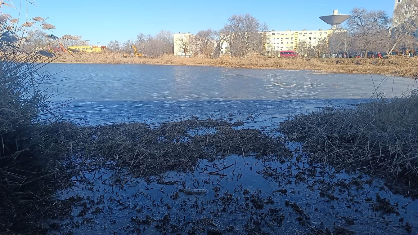 Ritkítják a nádast Szegeden: új arcát mutatja a Búvártó +fotók +videó
