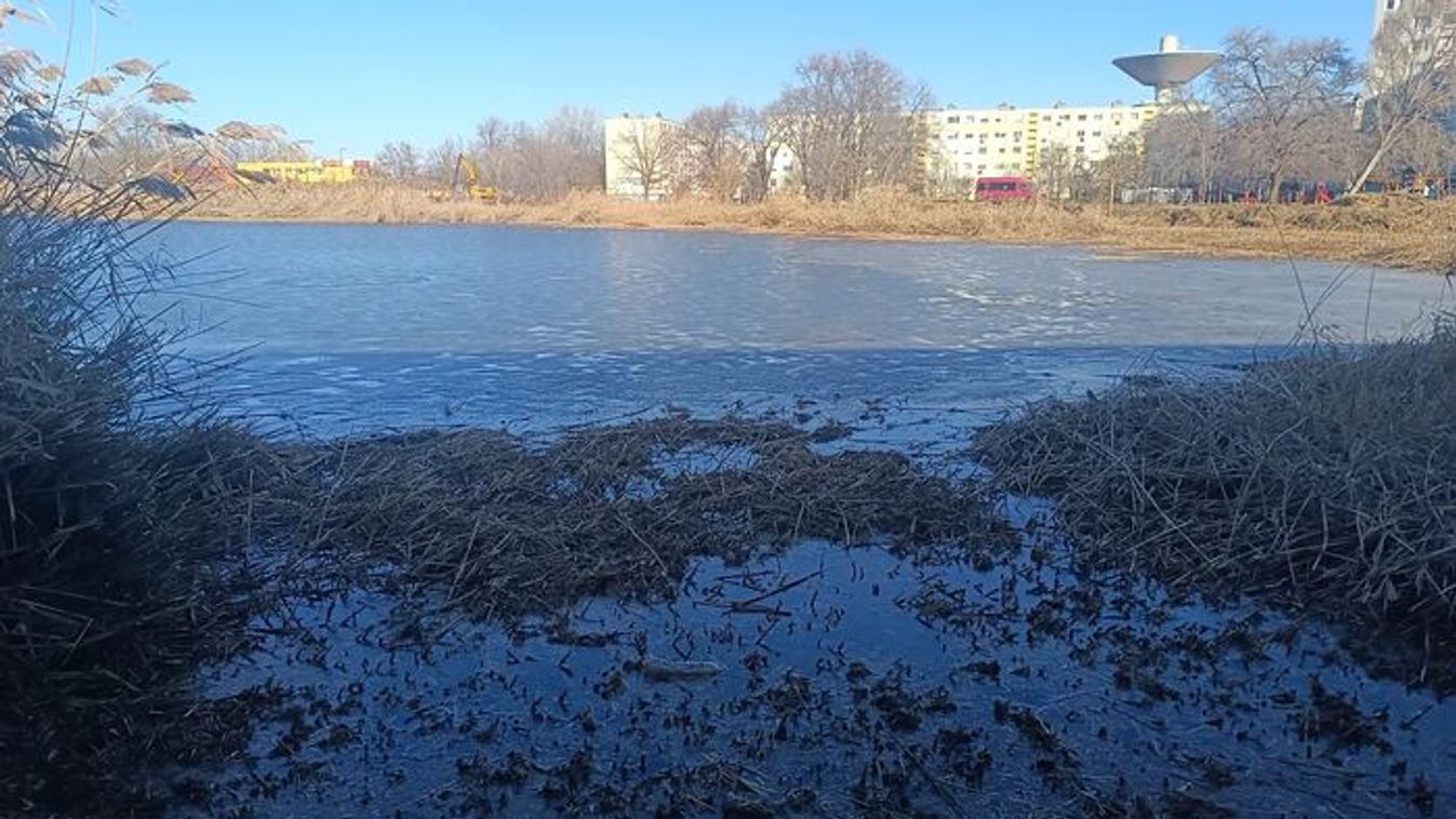Ritkítják a nádast Szegeden: új arcát mutatja a Búvártó +fotók +videó