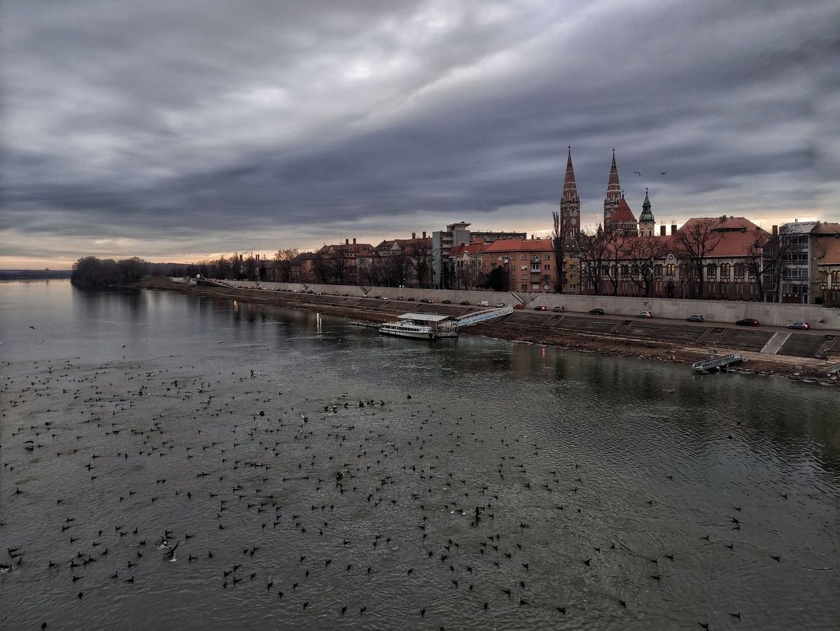 A madarak visszafoglalták a szegedi rakpartot. (Fotó: Facebook)