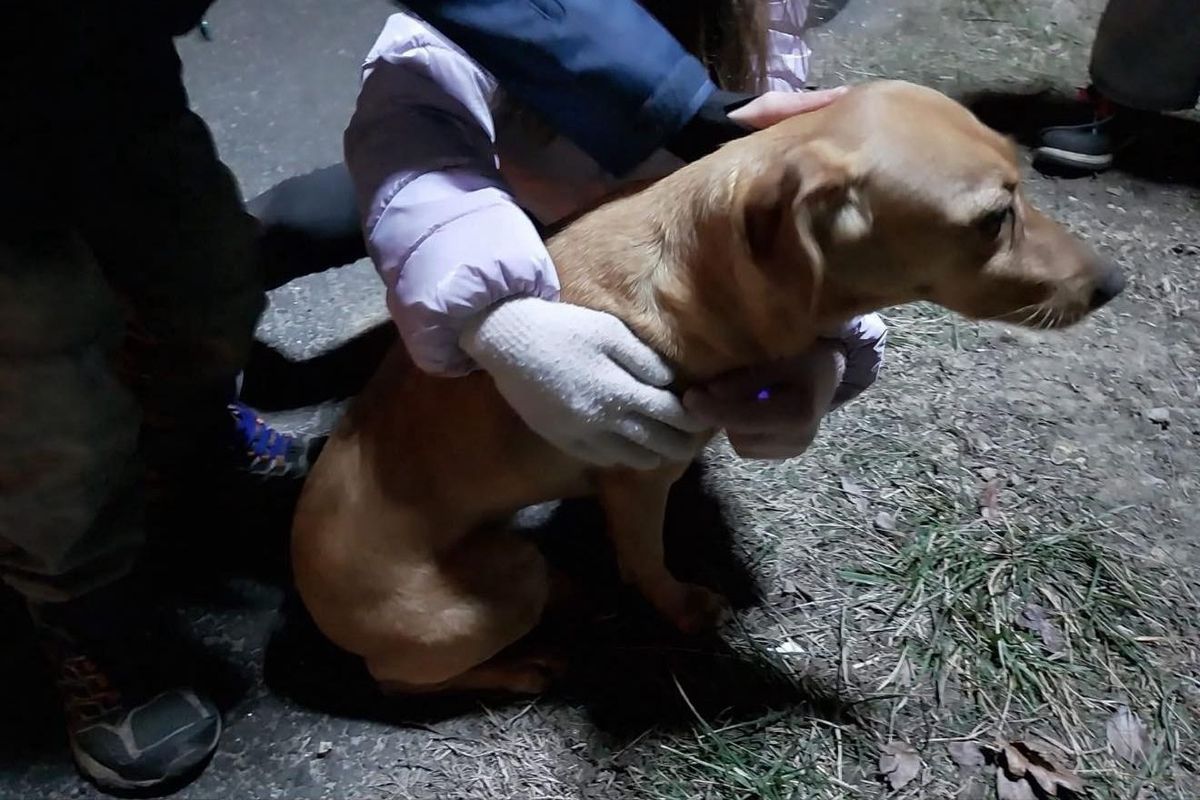 Szegeden több elkóborolt kutya keresi most a hazavezető utat. (Fotó: Szegedi kutyások/Facebook)