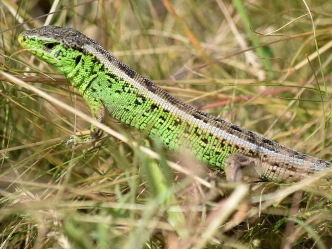 A kiszáradó Alföld vészharangja: A fürge gyík az év hüllője