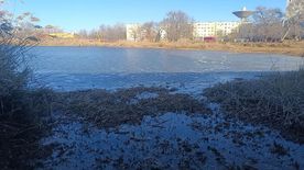 Ritkítják a nádast Szegeden: új arcát mutatja a Búvártó +fotók +videó