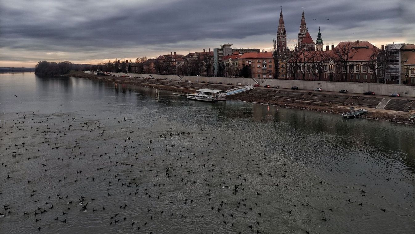Eltűnt a jég, azonnal megszállták a szegedi Tisza-parton a madarak