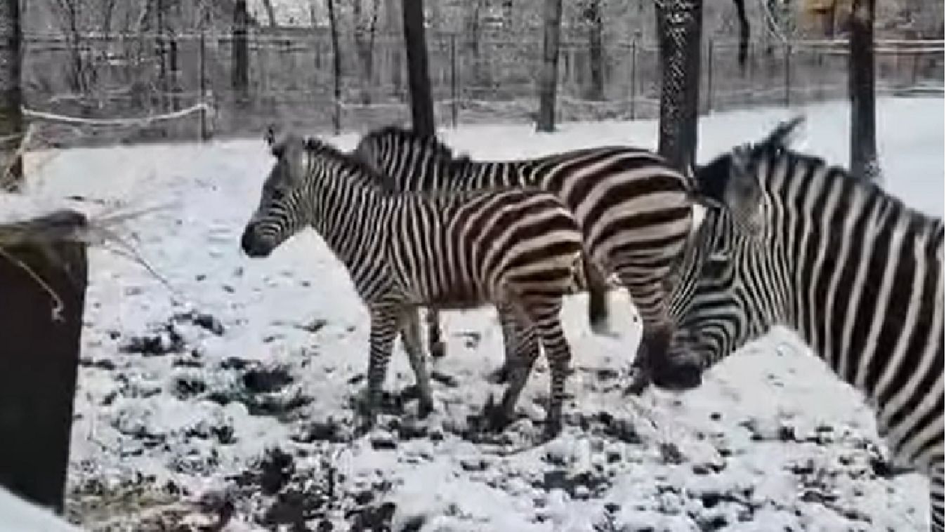 Napi cuki: zebracsikó a hóban + videó