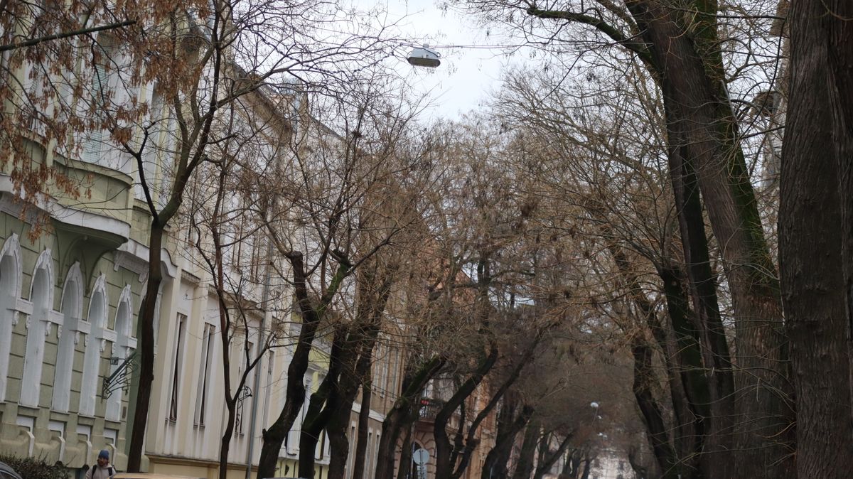 Hamarosan búcsút inthetünk a Hajnóczy utcai japánakácoknak. (Fotó: Tóth Norbert)