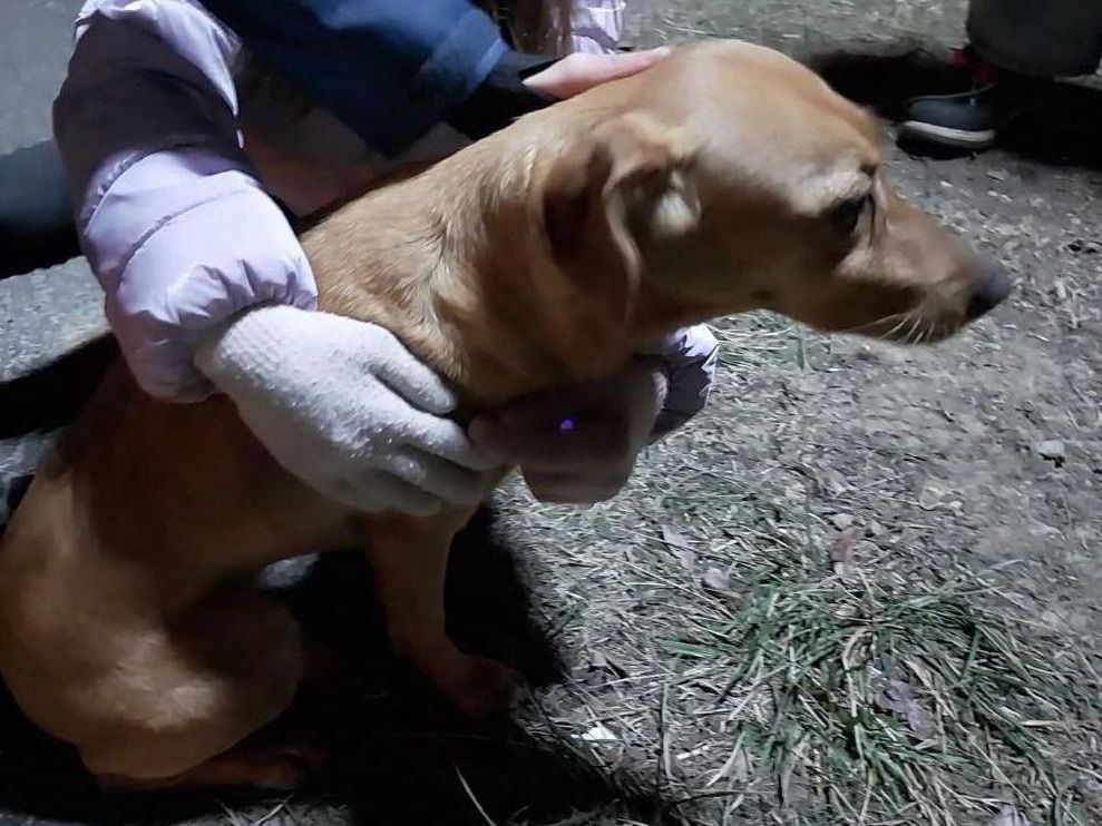 Itt a segítség, ha elkóborolt a kutyája szilveszter éjjel Szegeden és környékén