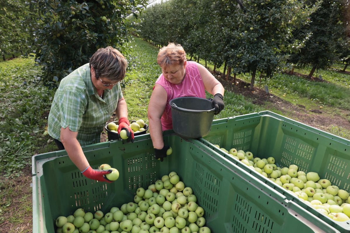 Nyugodtan ehető a magyar alma, a NÉBIH igazolta a minőségét. (Fotó: Sipeki Péter/Kelet-Magyarország)