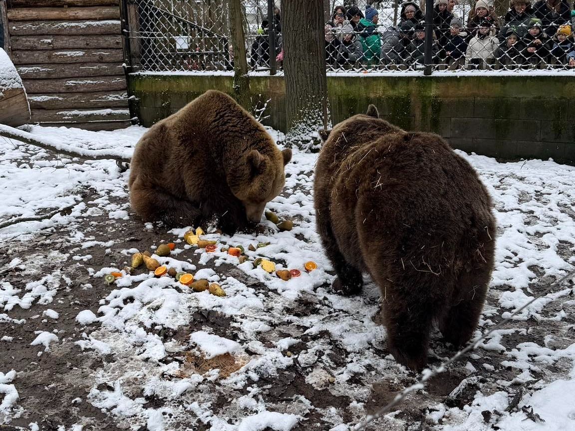 A Szegedi Vadaspark medvéi megjósolták a tél sorsát