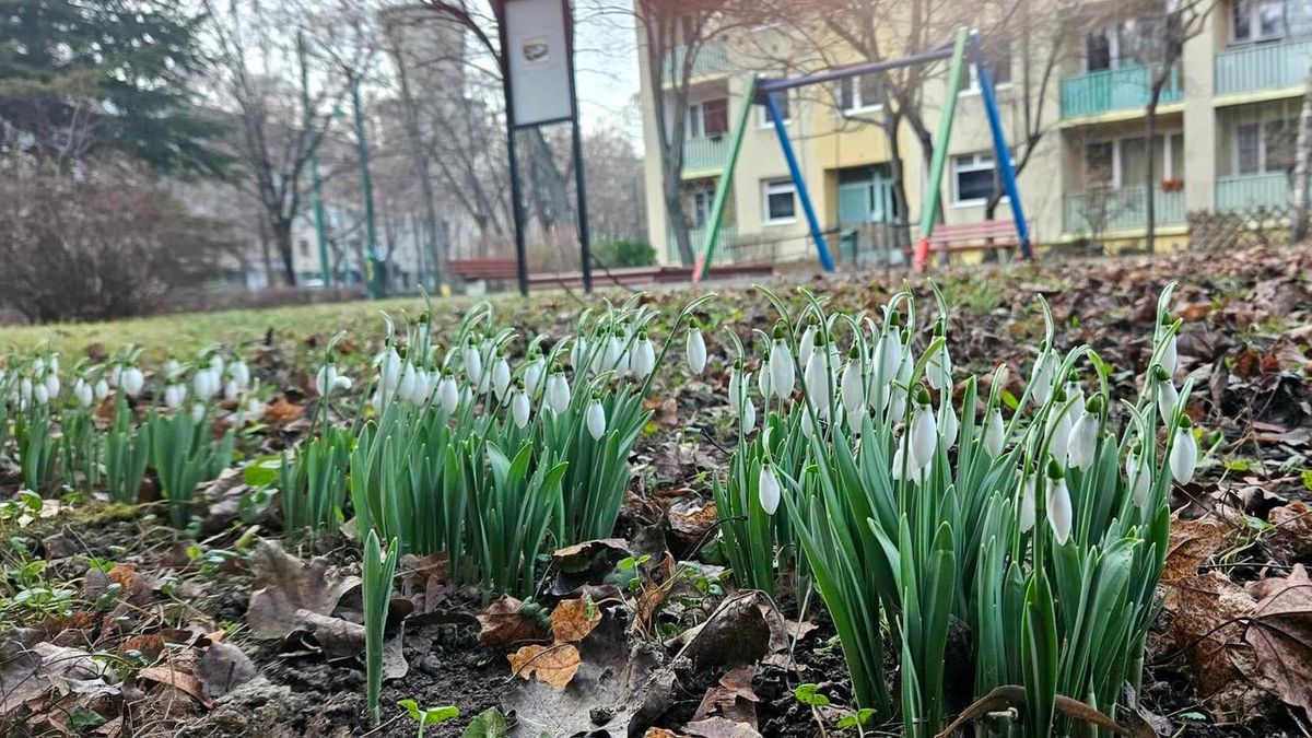 Jó reggelt Szeged: összegyűjtöttük a legfontosabb információkat Szegedről. Fotó: SzegedMA