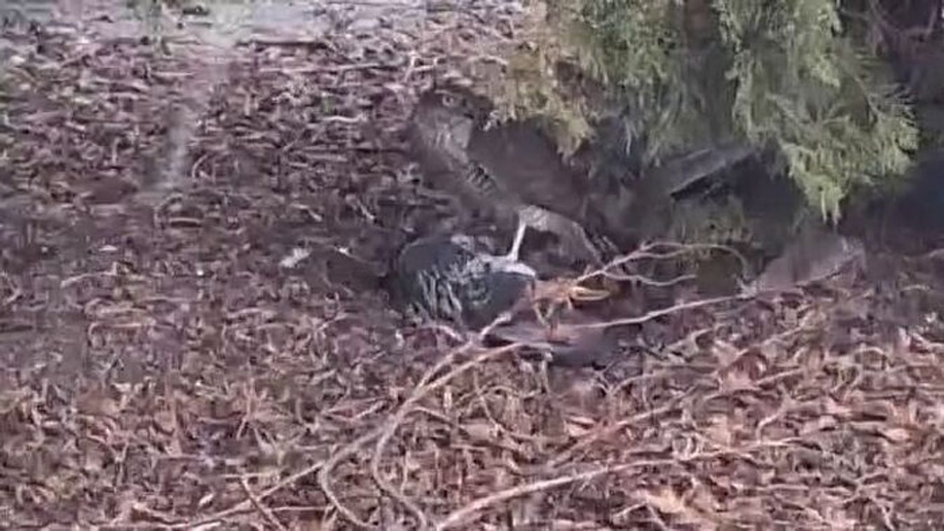 Kőkemény természet Szegeden: kamerák előtt falatozott, miután lecsapott +videó