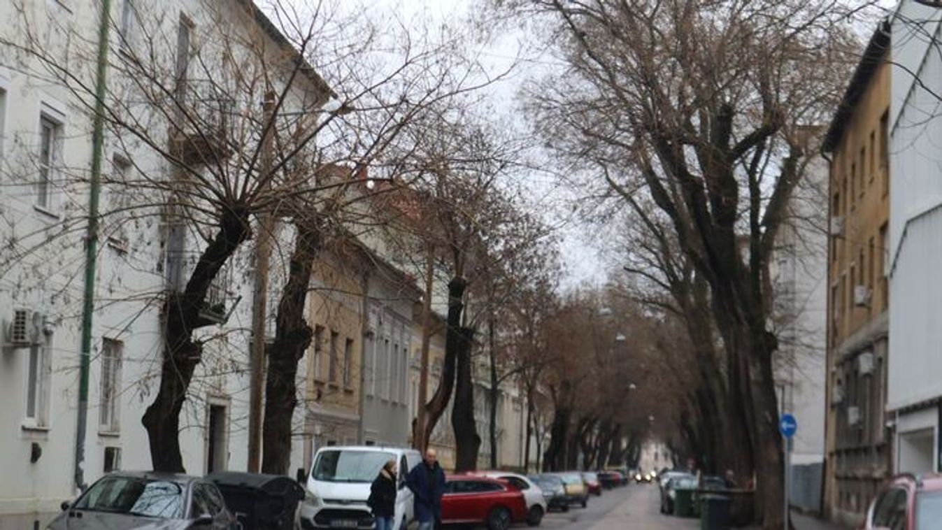 Kiderült, mikor indul a fakivágás a megújuló Hajnóczy utcában