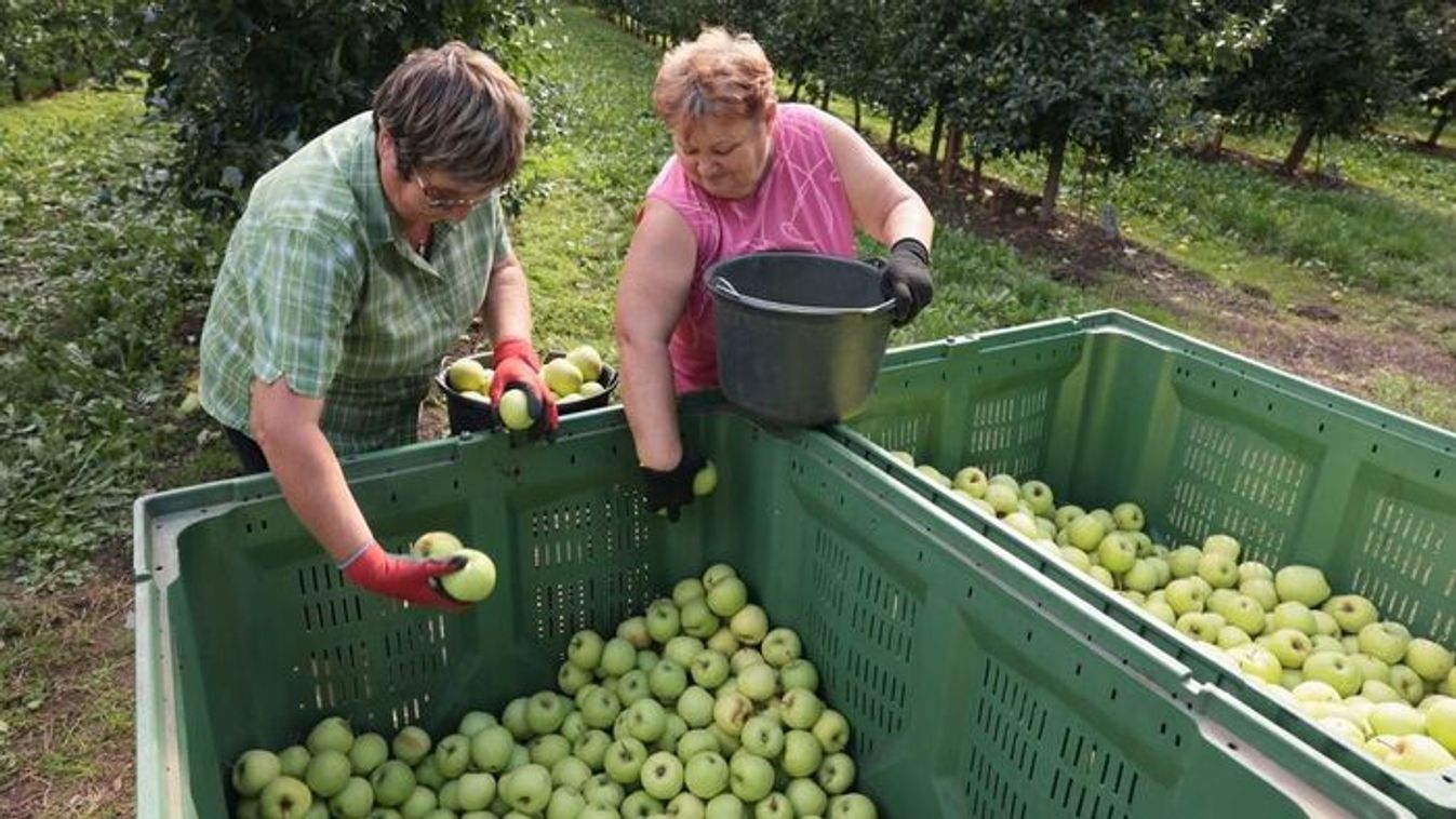 Kiderült az igazság a magyar alma vegyszerezéséről