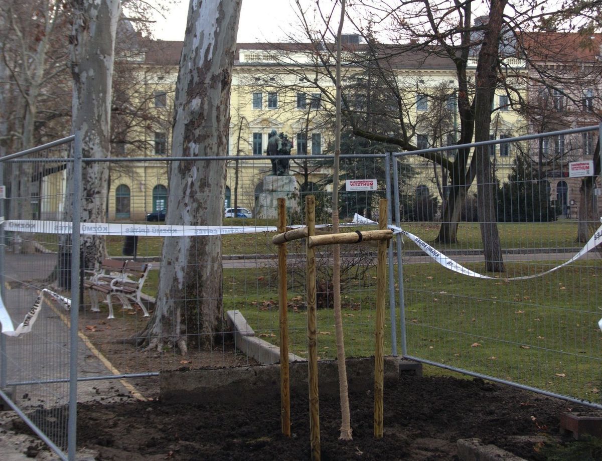 A disznófejű fa helye immár nem üres a Széchenyi téren. (Fotó: Szegedi Környezetgazdálkodási Nkft)