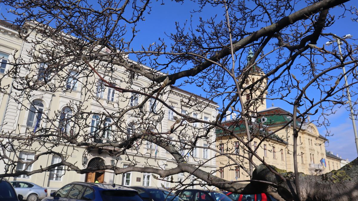 Rügybe borultak a polgármesteri hivatal előtt álló magnóliafák. (Fotó: Tóth Norbert)