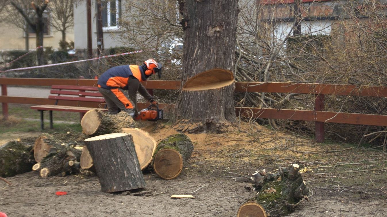 Zöldből kevesebb, ígéretből több: folytatódik a fakivágás Szegeden +fotók