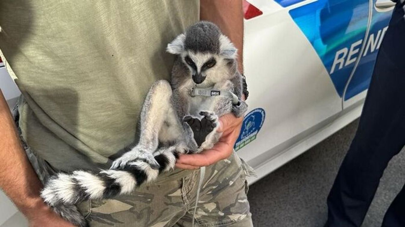 Rendőrségi akció után Szegedre költözött az autóban talált gyűrűsfarkú maki